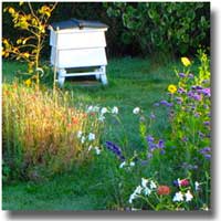 Professional and Friendly Garden Design in Dorset